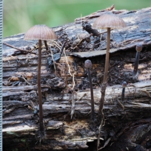 Mycena sp. ‘grey or grey-brown caps’ at Namadgi National Park - 4 May 2023