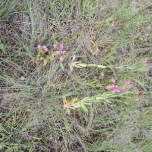 Centaurium erythraea at Mawson Ponds - 7 Dec 2023