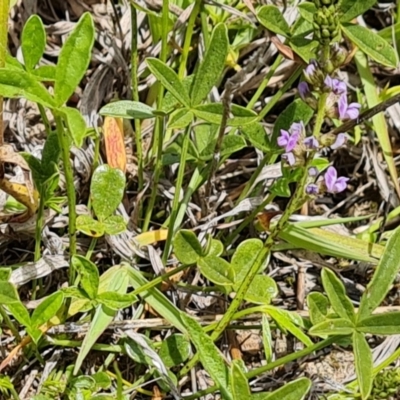 Cullen tenax (Tough Scurf-Pea) at Mawson Ponds - 7 Dec 2023 by Mike