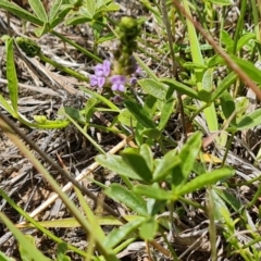 Cullen tenax at Mawson Ponds - 7 Dec 2023 11:46 AM