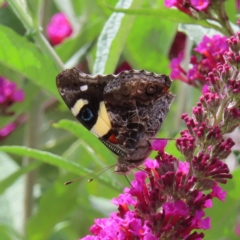 Vanessa itea (Yellow Admiral) at QPRC LGA - 7 Dec 2023 by MatthewFrawley