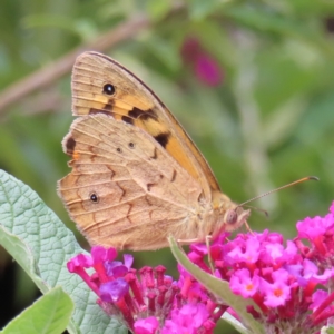 Heteronympha merope at QPRC LGA - 7 Dec 2023 10:55 AM