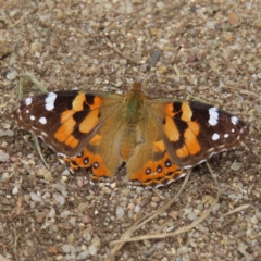 Vanessa kershawi (Australian Painted Lady) at QPRC LGA - 7 Dec 2023 by MatthewFrawley