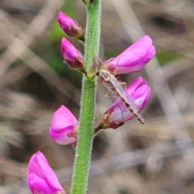 Unidentified Crane fly, midge, mosquito or gnat (several families) at The Pinnacle - 6 Dec 2023 by sangio7