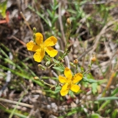 Hypericum gramineum (Small St Johns Wort) at Belconnen, ACT - 6 Dec 2023 by sangio7