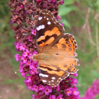 Vanessa kershawi (Australian Painted Lady) at QPRC LGA - 7 Dec 2023 by MatthewFrawley