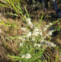 Kunzea ericoides (Burgan) at Bruce Ridge - 4 Dec 2023 by jpittock