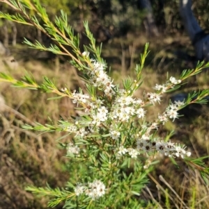 Kunzea ericoides at Bruce Ridge - 4 Dec 2023