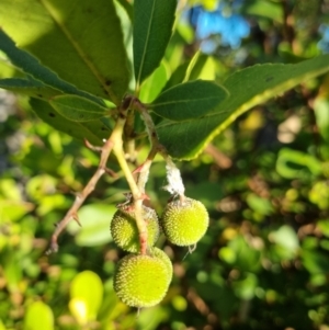 Arbutus unedo at Bruce Ridge - 4 Dec 2023 06:53 PM