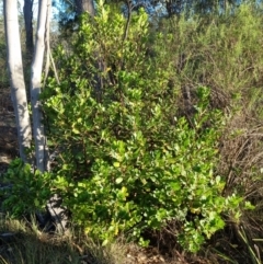 Arbutus unedo at Bruce Ridge - 4 Dec 2023 06:53 PM