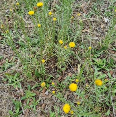 Rutidosis leptorhynchoides (Button Wrinklewort) at Yarralumla, ACT - 3 Dec 2023 by jpittock