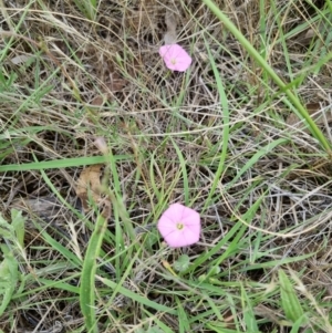 Convolvulus angustissimus subsp. angustissimus at Blue Gum Point to Attunga Bay - 3 Dec 2023