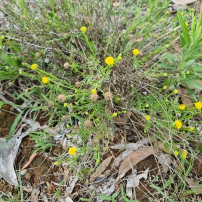 Calotis lappulacea (Yellow Burr Daisy) at Yarralumla, ACT - 3 Dec 2023 by jpittock