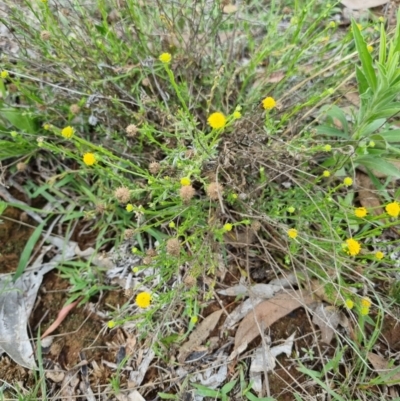 Calotis lappulacea (Yellow Burr Daisy) at Lake Burley Griffin West - 3 Dec 2023 by jpittock