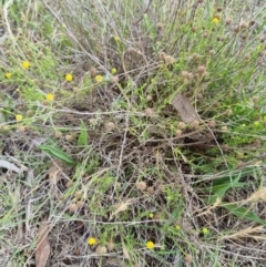 Calotis lappulacea at Lake Burley Griffin West - 3 Dec 2023 12:30 PM