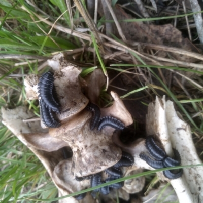 Ptomaphila lacrymosa (Carrion Beetle) at Cooma North Ridge Reserve - 7 Dec 2023 by mahargiani