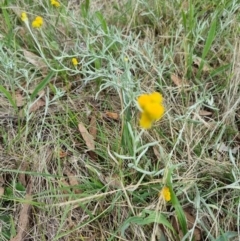 Chrysocephalum apiculatum (Common Everlasting) at Lake Burley Griffin West - 3 Dec 2023 by jpittock