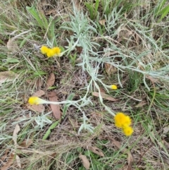 Chrysocephalum apiculatum at Lake Burley Griffin West - 3 Dec 2023 12:28 PM