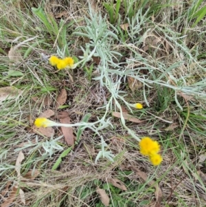 Chrysocephalum apiculatum at Lake Burley Griffin West - 3 Dec 2023 12:28 PM