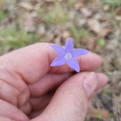 Wahlenbergia capillaris (Tufted Bluebell) at Lake Burley Griffin West - 3 Dec 2023 by jpittock