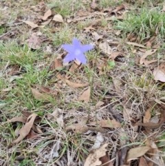 Wahlenbergia capillaris at Blue Gum Point to Attunga Bay - 3 Dec 2023