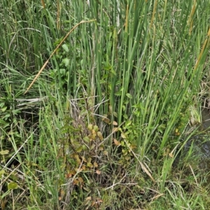 Mentha x piperita at Jerrabomberra Wetlands - 7 Dec 2023