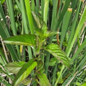 Mentha x piperita at Jerrabomberra Wetlands - 7 Dec 2023