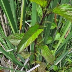 Mentha x piperita at Jerrabomberra Wetlands - 7 Dec 2023