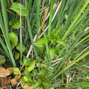 Mentha x piperita at Jerrabomberra Wetlands - 7 Dec 2023