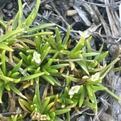 Scleranthus biflorus (Twin-flower Knawel) at Bolaro, NSW - 6 Dec 2023 by JaneR