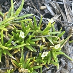 Scleranthus biflorus at Bolaro, NSW - 6 Dec 2023