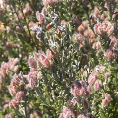 Oxylobium ellipticum (Common Shaggy Pea) at Bolaro, NSW - 6 Dec 2023 by JaneR