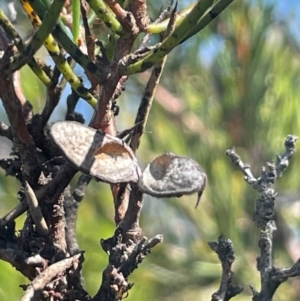 Hakea microcarpa at Bolaro, NSW - 6 Dec 2023