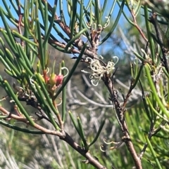 Hakea microcarpa at Bolaro, NSW - 6 Dec 2023