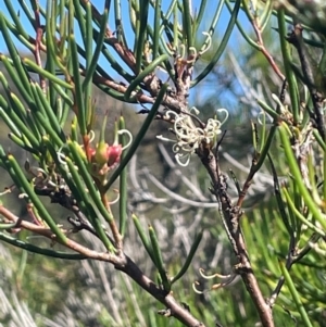 Hakea microcarpa at Bolaro, NSW - 6 Dec 2023 03:21 PM