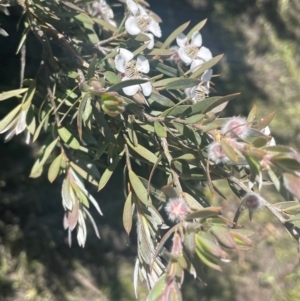 Leptospermum lanigerum at Bolaro, NSW - 6 Dec 2023