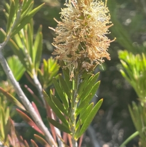 Callistemon pityoides at Bolaro, NSW - 6 Dec 2023