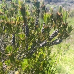 Callistemon pityoides at Bolaro, NSW - 6 Dec 2023 02:33 PM