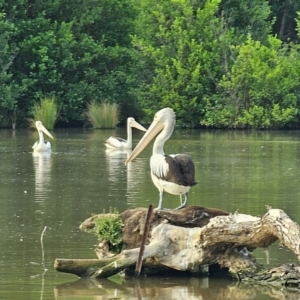 Pelecanus conspicillatus at Jerrabomberra Wetlands - 7 Dec 2023