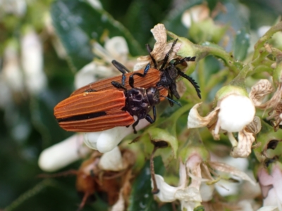 Castiarina nasuta (A jewel beetle) at Murrumbateman, NSW - 7 Dec 2023 by SimoneC