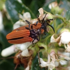 Castiarina nasuta (A jewel beetle) at Murrumbateman, NSW - 7 Dec 2023 by SimoneC