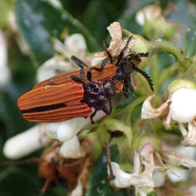 Castiarina nasuta (A jewel beetle) at Murrumbateman, NSW - 7 Dec 2023 by SimoneC