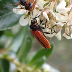 Castiarina nasuta at Murrumbateman, NSW - 7 Dec 2023