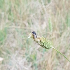 Tritaxys sp. (genus) (A bristle fly) at Harrison, ACT - 6 Dec 2023 by HappyWanderer