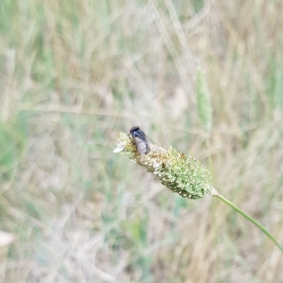Tritaxys sp. (genus) (A bristle fly) at North Mitchell Grassland  (NMG) - 7 Dec 2023 by HappyWanderer