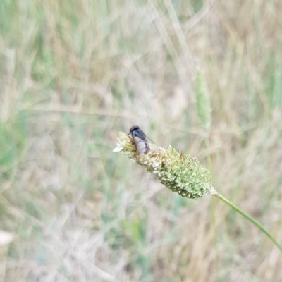 Tritaxys sp. (genus) (A bristle fly) at North Mitchell Grassland  (NMG) - 6 Dec 2023 by HappyWanderer