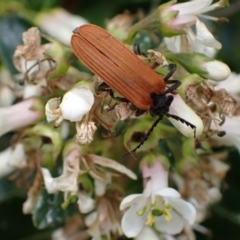 Porrostoma rhipidium (Long-nosed Lycid (Net-winged) beetle) at Murrumbateman, NSW - 7 Dec 2023 by SimoneC