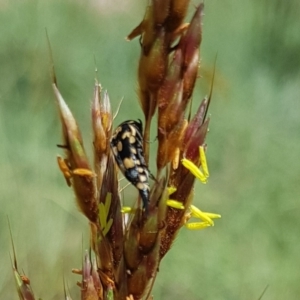 Hoshihananomia leucosticta at North Mitchell Grassland  (NMG) - 7 Dec 2023