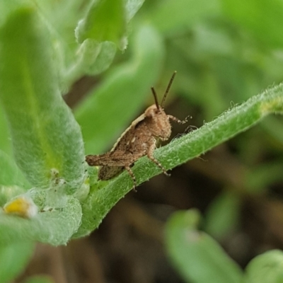 Phaulacridium vittatum (Wingless Grasshopper) at North Mitchell Grassland  (NMG) - 6 Dec 2023 by HappyWanderer
