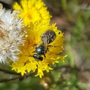 Lasioglossum (Chilalictus) sp. (genus & subgenus) at North Mitchell Grassland  (NMG) - 7 Dec 2023 11:01 AM